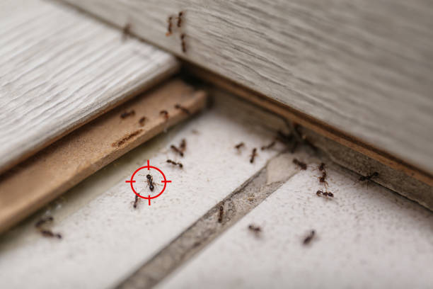 Best Insect Control  in Concord, CA