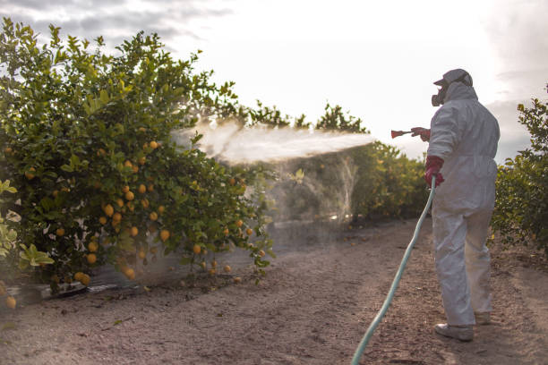 Insect Control in Concord, CA