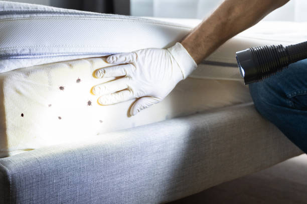 Best Local Pest Control Services  in Concord, CA